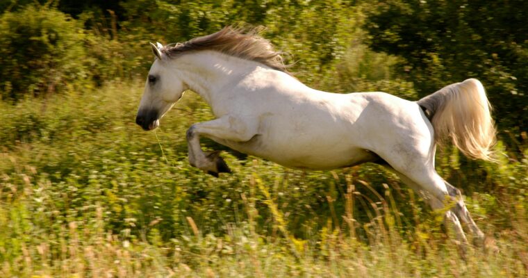 If I Were A Horse